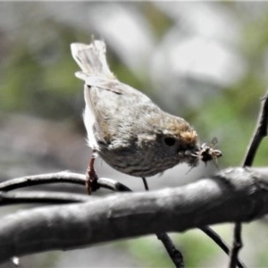 Acanthiza pusilla at Booth, ACT - 4 Nov 2020 12:38 PM