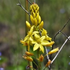 Bulbine glauca (Rock Lily) at Booth, ACT - 4 Nov 2020 by JohnBundock
