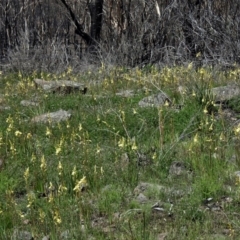 Bulbine glauca at Booth, ACT - 4 Nov 2020 01:24 PM