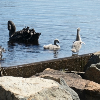 Cygnus atratus (Black Swan) at Forde, ACT - 4 Nov 2020 by TrishGungahlin