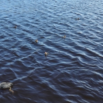 Fulica atra (Eurasian Coot) at Forde, ACT - 4 Nov 2020 by TrishGungahlin