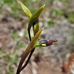 Diuris sp. at Booth, ACT - 4 Nov 2020