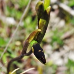 Diuris sp. at Booth, ACT - suppressed