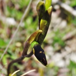 Diuris sp. at Booth, ACT - 4 Nov 2020