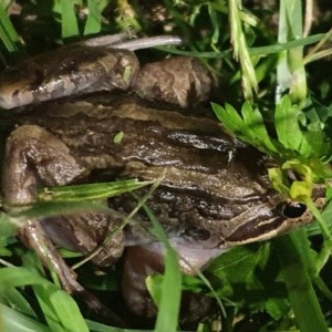 Limnodynastes peronii at Phillip, ACT - 2 Nov 2020