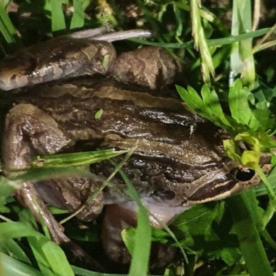 Limnodynastes peronii (Brown-striped Frog) at Phillip, ACT - 1 Nov 2020 by eCalaby
