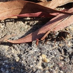 Iridomyrmex purpureus (Meat Ant) at Bruce, ACT - 2 Nov 2020 by eCalaby