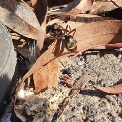 Camponotus sp. (genus) at Bruce, ACT - 2 Nov 2020