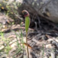 Caladenia montana (Mountain Spider Orchid) at Brindabella National Park - 3 Nov 2020 by MattM