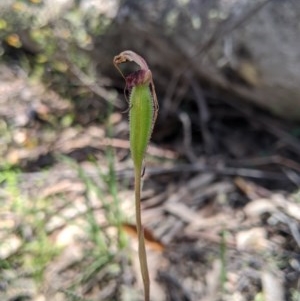 Caladenia montana at Uriarra, NSW - suppressed