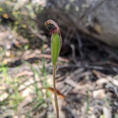 Caladenia montana (Mountain Spider Orchid) at Uriarra, NSW - 3 Nov 2020 by MattM