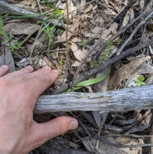 Caladenia montana at Uriarra, NSW - suppressed