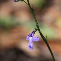 Lobelia gibbosa (Tall Lobelia) at Budawang, NSW - 4 Nov 2020 by LisaH