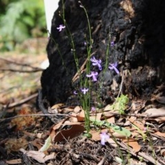 Lobelia gibbosa at Budawang, NSW - 4 Nov 2020 11:05 AM