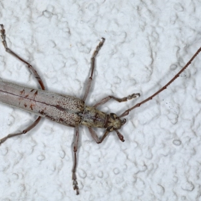 Scolecobrotus westwoodii (Longhorn beetle) at Ainslie, ACT - 3 Nov 2020 by jb2602