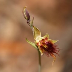 Calochilus paludosus (Strap Beard Orchid) at Budawang, NSW - 4 Nov 2020 by LisaH