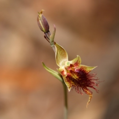 Calochilus paludosus (Strap Beard Orchid) at Budawang, NSW - 4 Nov 2020 by LisaH