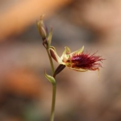 Calochilus paludosus at Budawang, NSW - 4 Nov 2020