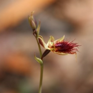 Calochilus paludosus at Budawang, NSW - suppressed