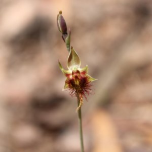 Calochilus paludosus at Budawang, NSW - suppressed