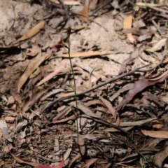 Calochilus paludosus at Budawang, NSW - suppressed