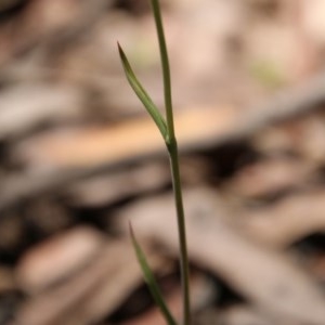 Calochilus paludosus at Budawang, NSW - suppressed