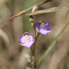 Thelymitra pauciflora (Slender Sun Orchid) at Mongarlowe River - 4 Nov 2020 by LisaH