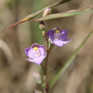 Thelymitra pauciflora at Mongarlowe, NSW - suppressed