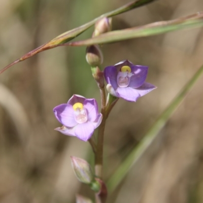 Thelymitra pauciflora (Slender Sun Orchid) at Mongarlowe, NSW - 4 Nov 2020 by LisaH