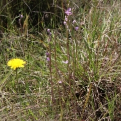 Thelymitra pauciflora at Mongarlowe, NSW - suppressed