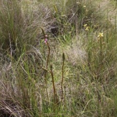 Stylidium graminifolium (grass triggerplant) at Mongarlowe, NSW - 4 Nov 2020 by LisaH