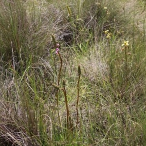 Stylidium graminifolium at Mongarlowe, NSW - 4 Nov 2020