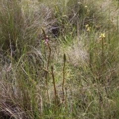 Stylidium graminifolium (Grass Triggerplant) at Mongarlowe, NSW - 4 Nov 2020 by LisaH