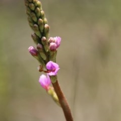 Stylidium graminifolium at Mongarlowe, NSW - 4 Nov 2020 01:16 PM