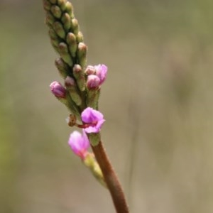 Stylidium graminifolium at Mongarlowe, NSW - 4 Nov 2020