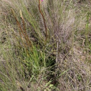 Stylidium graminifolium at Mongarlowe, NSW - 4 Nov 2020 01:16 PM