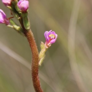 Stylidium graminifolium at Mongarlowe, NSW - 4 Nov 2020 01:16 PM