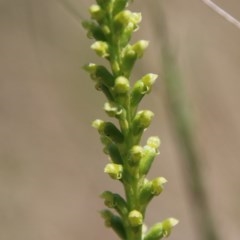 Microtis parviflora (Slender Onion Orchid) at Mongarlowe, NSW - 4 Nov 2020 by LisaH