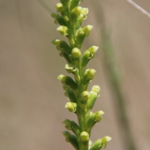 Microtis parviflora at Mongarlowe, NSW - 4 Nov 2020