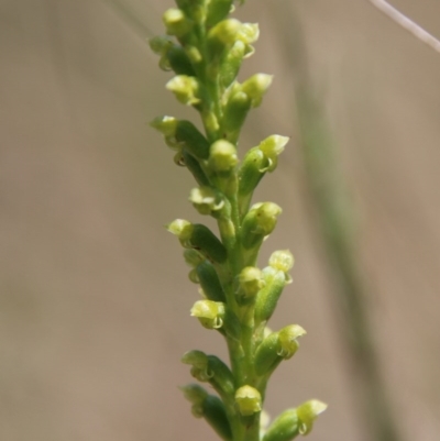 Microtis parviflora (Slender Onion Orchid) at Mongarlowe River - 4 Nov 2020 by LisaH