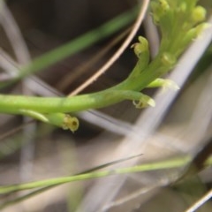 Microtis parviflora at Mongarlowe, NSW - 4 Nov 2020