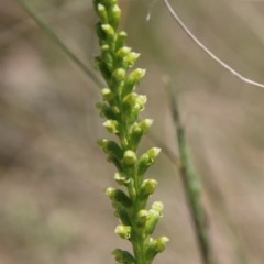 Microtis parviflora at Mongarlowe, NSW - 4 Nov 2020