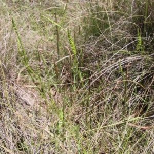 Microtis parviflora at Mongarlowe, NSW - 4 Nov 2020