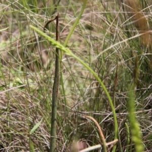 Microtis parviflora at Mongarlowe, NSW - 4 Nov 2020