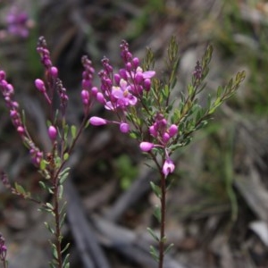 Comesperma ericinum at Mongarlowe, NSW - 4 Nov 2020 01:34 PM