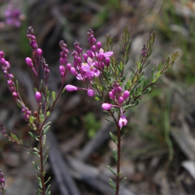 Comesperma ericinum (Heath Milkwort) at Mongarlowe River - 4 Nov 2020 by LisaH