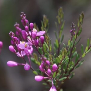 Comesperma ericinum at Mongarlowe, NSW - 4 Nov 2020 01:34 PM