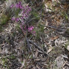 Comesperma ericinum at Mongarlowe, NSW - 4 Nov 2020 01:34 PM