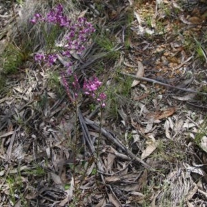 Comesperma ericinum at Mongarlowe, NSW - 4 Nov 2020 01:34 PM