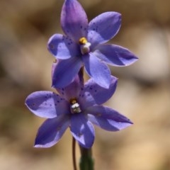 Thelymitra juncifolia (Dotted Sun Orchid) at Mongarlowe River - 4 Nov 2020 by LisaH